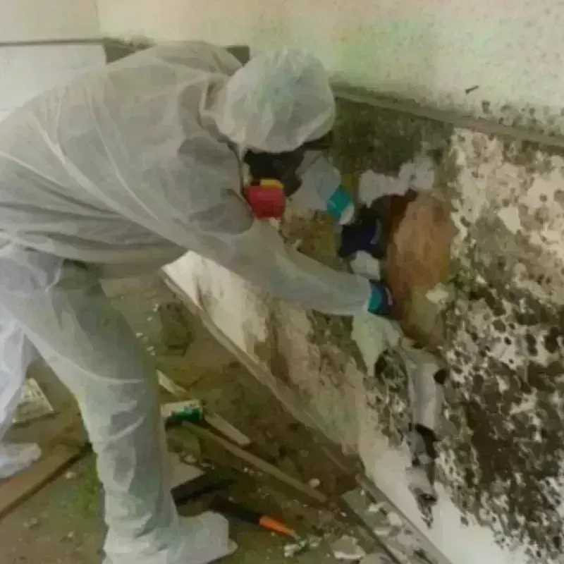 Mold Remediation and Removal in San Juan County, WA